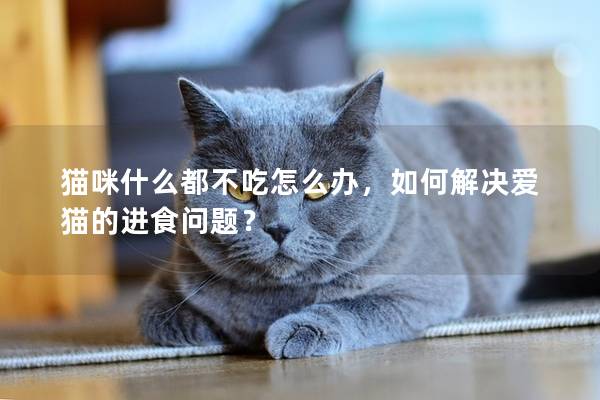 猫咪什么都不吃怎么办，如何解决爱猫的进食问题？