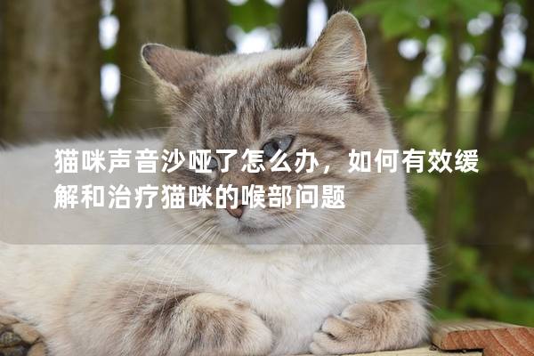 猫咪声音沙哑了怎么办，如何有效缓解和治疗猫咪的喉部问题