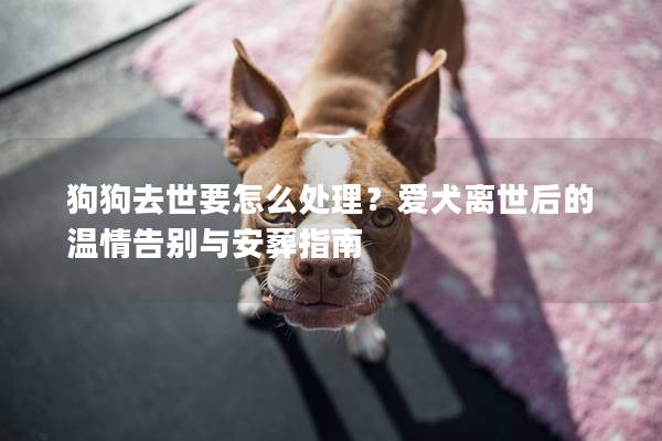 狗狗去世要怎么处理？爱犬离世后的温情告别与安葬指南