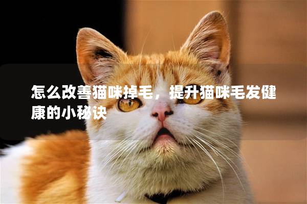 怎么改善猫咪掉毛，提升猫咪毛发健康的小秘诀