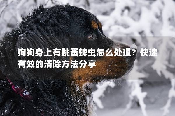 狗狗身上有跳蚤蜱虫怎么处理？快速有效的清除方法分享