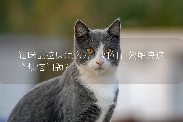 猫咪乱拉屎怎么办，如何有效解决这个烦恼问题？