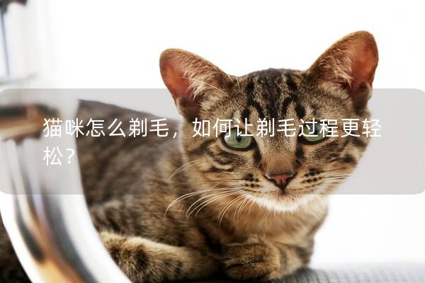 猫咪怎么剃毛，如何让剃毛过程更轻松？