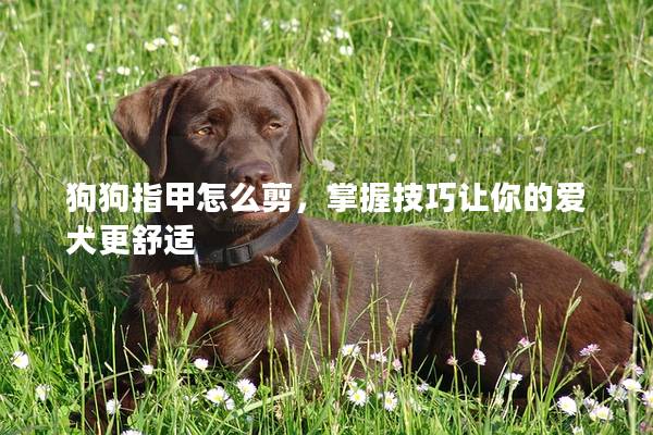 狗狗指甲怎么剪，掌握技巧让你的爱犬更舒适