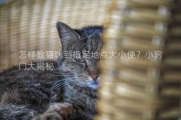 怎样教猫咪到指定地点大小便？小窍门大揭秘