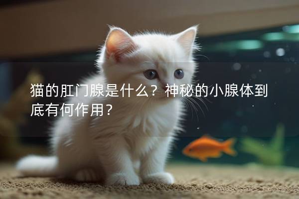 猫的肛门腺是什么？神秘的小腺体到底有何作用？