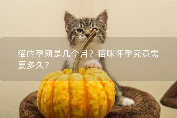 猫的孕期是几个月？猫咪怀孕究竟需要多久？