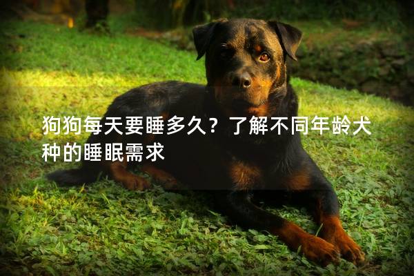 狗狗每天要睡多久？了解不同年龄犬种的睡眠需求