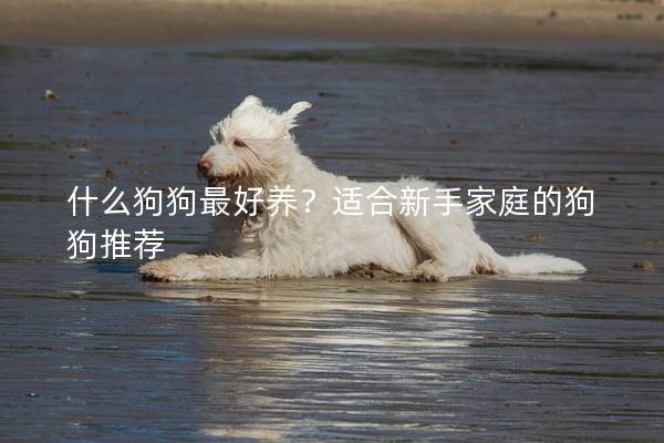 什么狗狗最好养？适合新手家庭的狗狗推荐