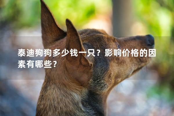 泰迪狗狗多少钱一只？影响价格的因素有哪些？