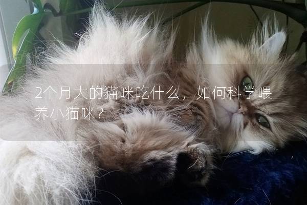 2个月大的猫咪吃什么，如何科学喂养小猫咪？