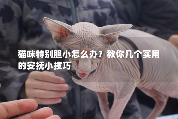 猫咪特别胆小怎么办？教你几个实用的安抚小技巧