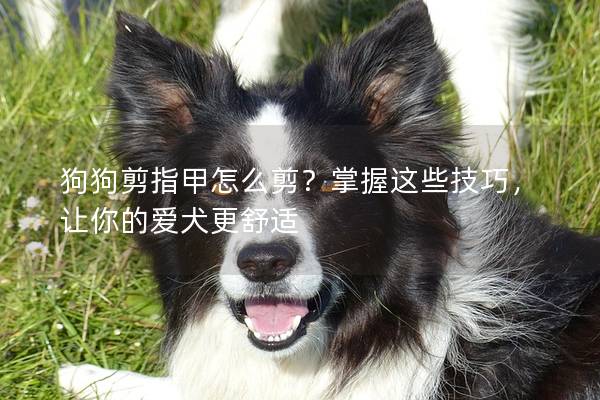 狗狗剪指甲怎么剪？掌握这些技巧，让你的爱犬更舒适