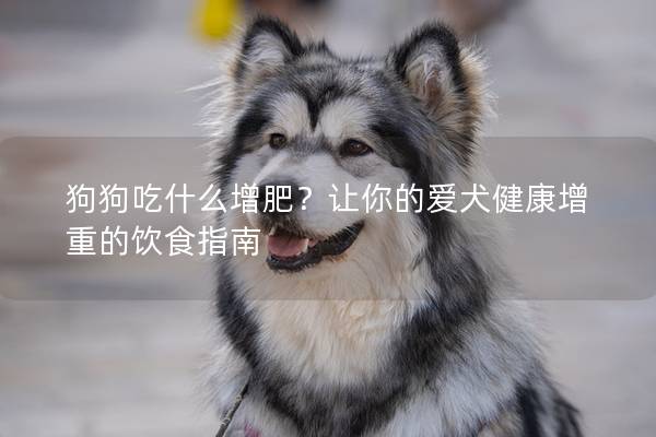 狗狗吃什么增肥？让你的爱犬健康增重的饮食指南