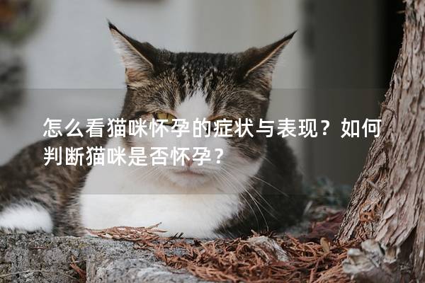 怎么看猫咪怀孕的症状与表现?如何判断猫咪是否怀孕? 怎么看猫咪怀孕的症状与表现?如何判断猫咪是否怀孕?