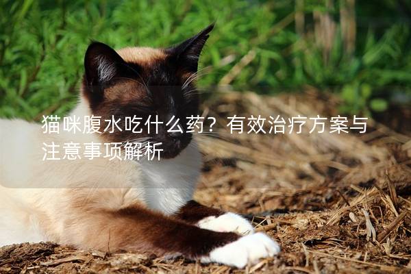 猫咪腹水吃什么药？有效治疗方案与注意事项解析