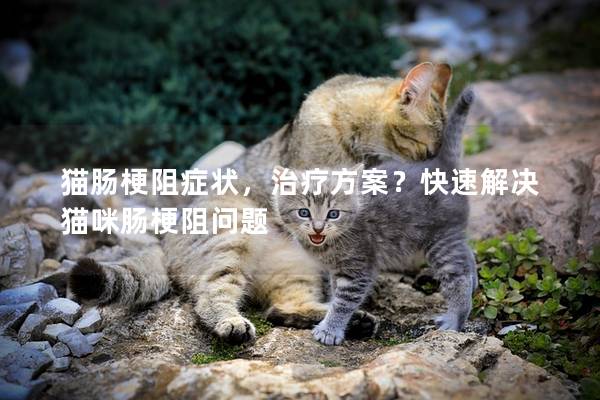 猫肠梗阻症状，治疗方案？快速解决猫咪肠梗阻问题