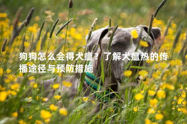 狗狗怎么会得犬瘟？了解犬瘟热的传播途径与预防措施