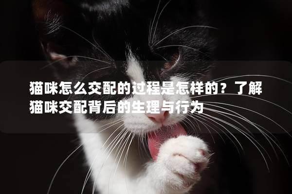 猫咪怎么交配的过程是怎样的？了解猫咪交配背后的生理与行为