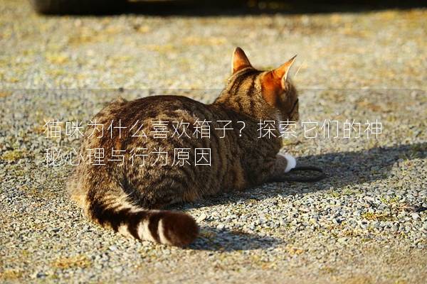 猫咪为什么喜欢箱子？探索它们的神秘心理与行为原因