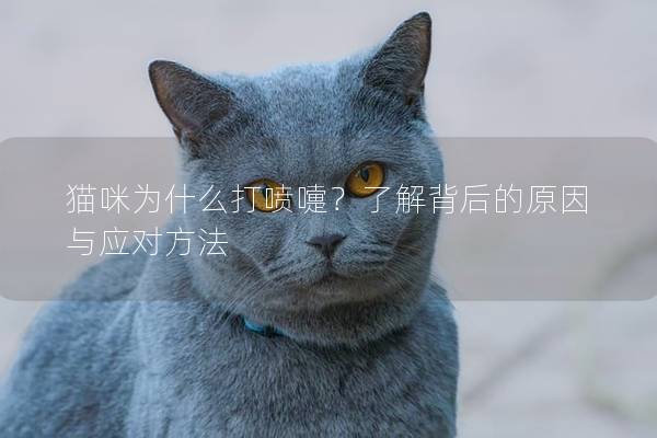 猫咪为什么打喷嚏？了解背后的原因与应对方法