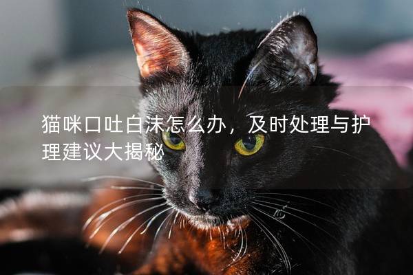 猫咪口吐白沫怎么办，及时处理与护理建议大揭秘