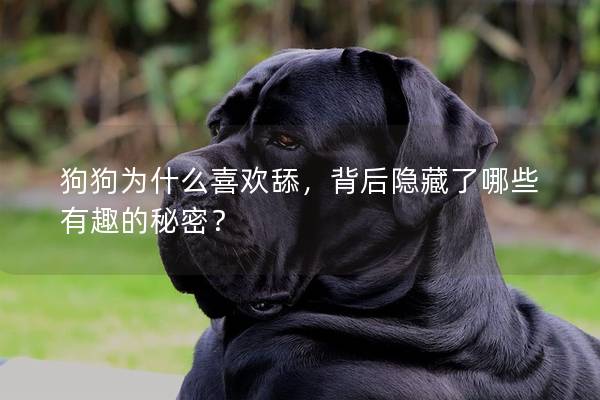 狗狗为什么喜欢舔，背后隐藏了哪些有趣的秘密？