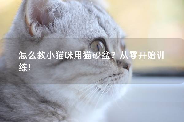 怎么教小猫咪用猫砂盆？从零开始训练!