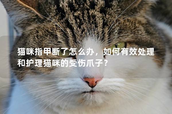 猫咪指甲断了怎么办，如何有效处理和护理猫咪的受伤爪子？