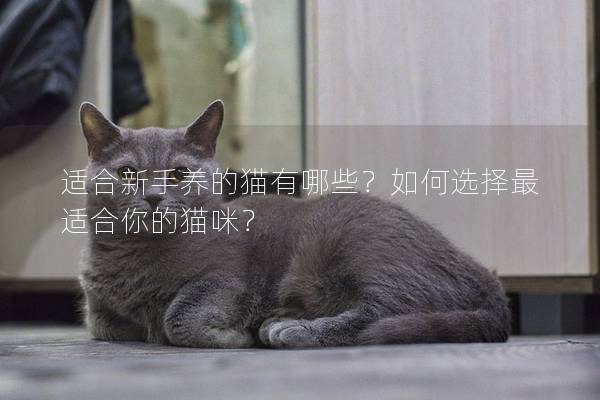 适合新手养的猫有哪些？如何选择最适合你的猫咪？