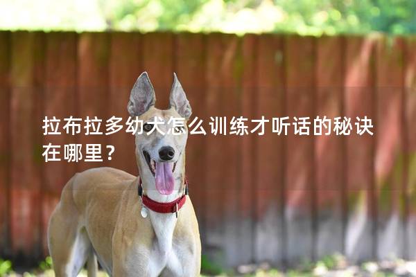 拉布拉多幼犬怎么训练才听话的秘诀在哪里？