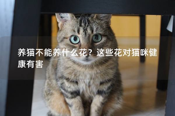 养猫不能养什么花？这些花对猫咪健康有害