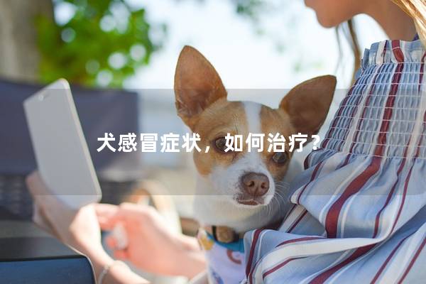 犬感冒症状，如何治疗？