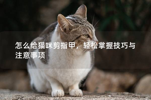 怎么给猫咪剪指甲，轻松掌握技巧与注意事项