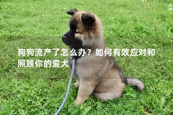 狗狗流产了怎么办？如何有效应对和照顾你的爱犬