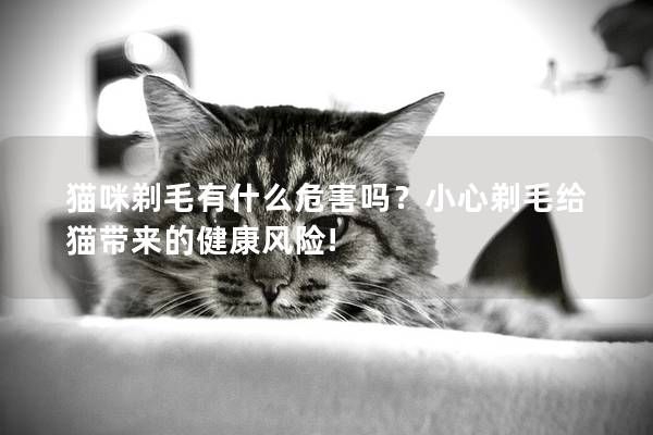 猫咪剃毛有什么危害吗？小心剃毛给猫带来的健康风险!