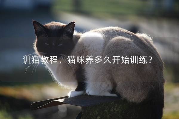 训猫教程，猫咪养多久开始训练？