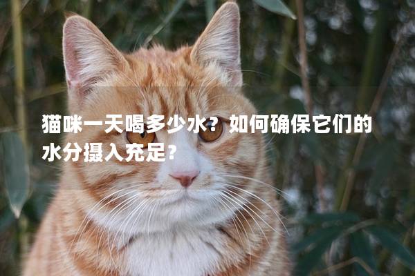 猫咪一天喝多少水？如何确保它们的水分摄入充足？