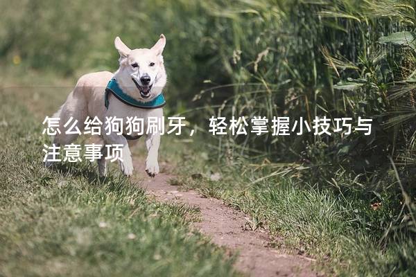 怎么给狗狗刷牙，轻松掌握小技巧与注意事项