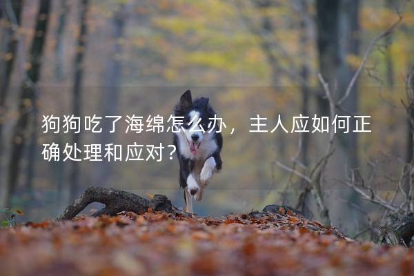 狗狗吃了海绵怎么办，主人应如何正确处理和应对？