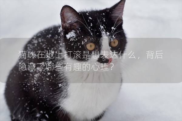 猫咪在地上打滚是想表达什么，背后隐藏了哪些有趣的心理？