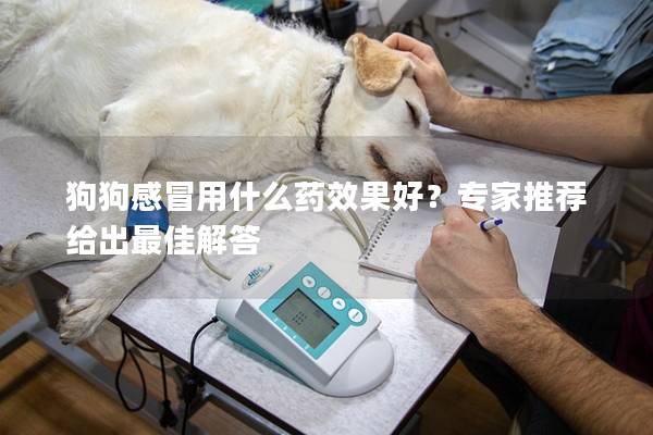 狗狗感冒用什么药效果好？专家推荐给出最佳解答