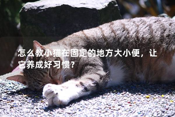 怎么教小猫在固定的地方大小便，让它养成好习惯？