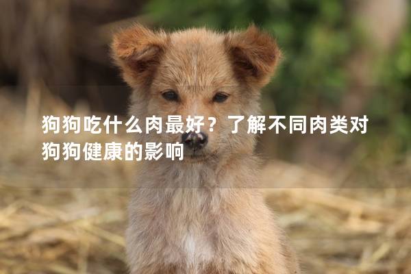 狗狗吃什么肉最好？了解不同肉类对狗狗健康的影响