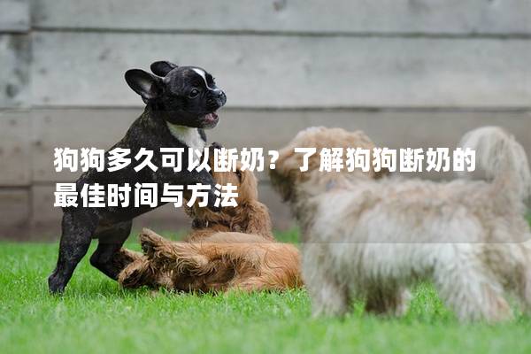 狗狗多久可以断奶？了解狗狗断奶的最佳时间与方法