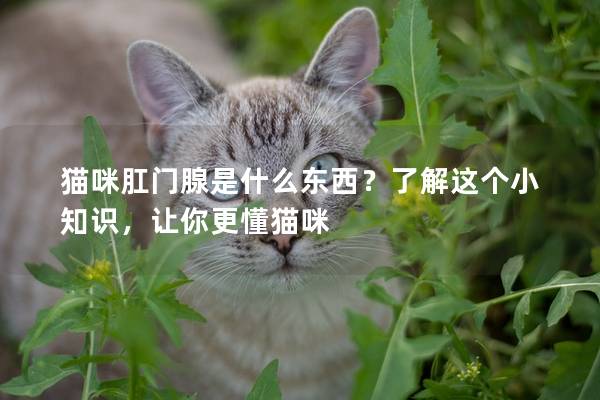 猫咪肛门腺是什么东西？了解这个小知识，让你更懂猫咪