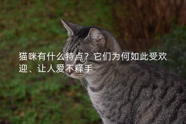 猫咪有什么特点？它们为何如此受欢迎、让人爱不释手