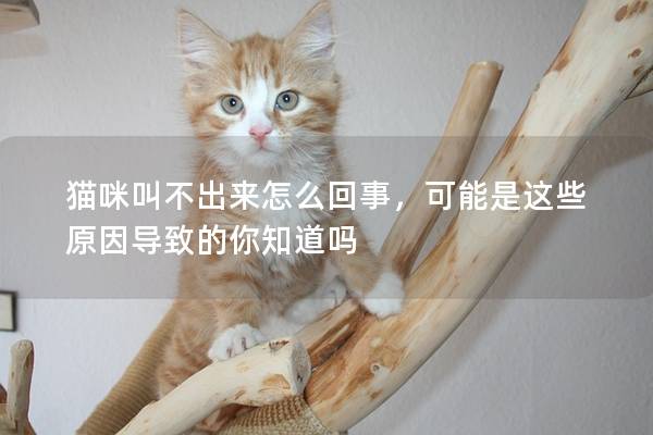 猫咪叫不出来怎么回事，可能是这些原因导致的你知道吗