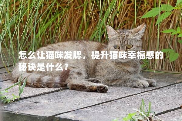 怎么让猫咪发腮，提升猫咪幸福感的秘诀是什么？