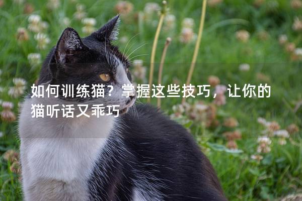 如何训练猫？掌握这些技巧，让你的猫听话又乖巧